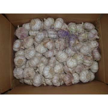 Fresh Garlic (5.5cm and up)